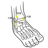 足関節の構造