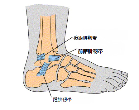 腓 靭帯 踵 後足部の構造